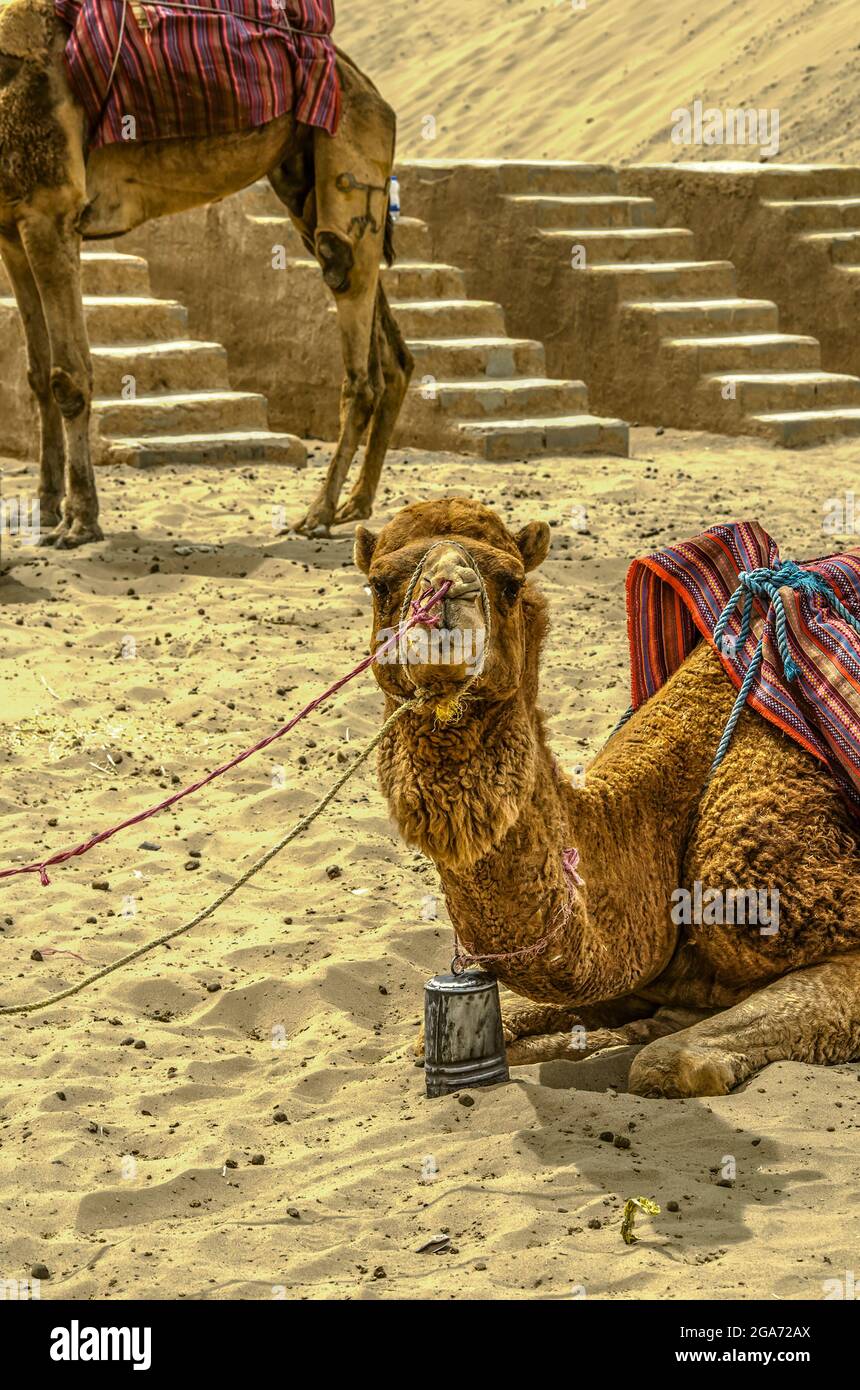 Un cammello stanco, consumato da corde e legato ad una recinzione, si trova da una scala di pietra nel deserto vicino alla città di Yazd in Iran. Foto Stock