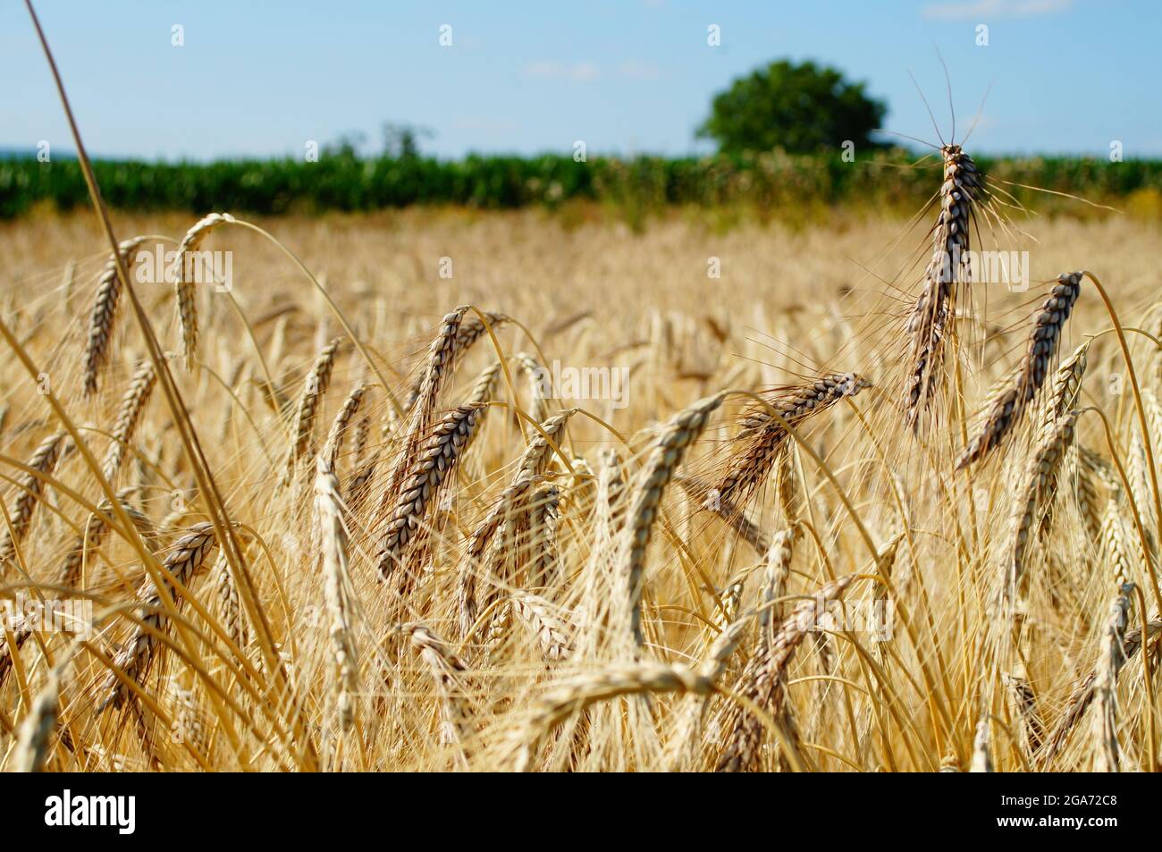 Orecchie in un campo di emmer. Foto Stock