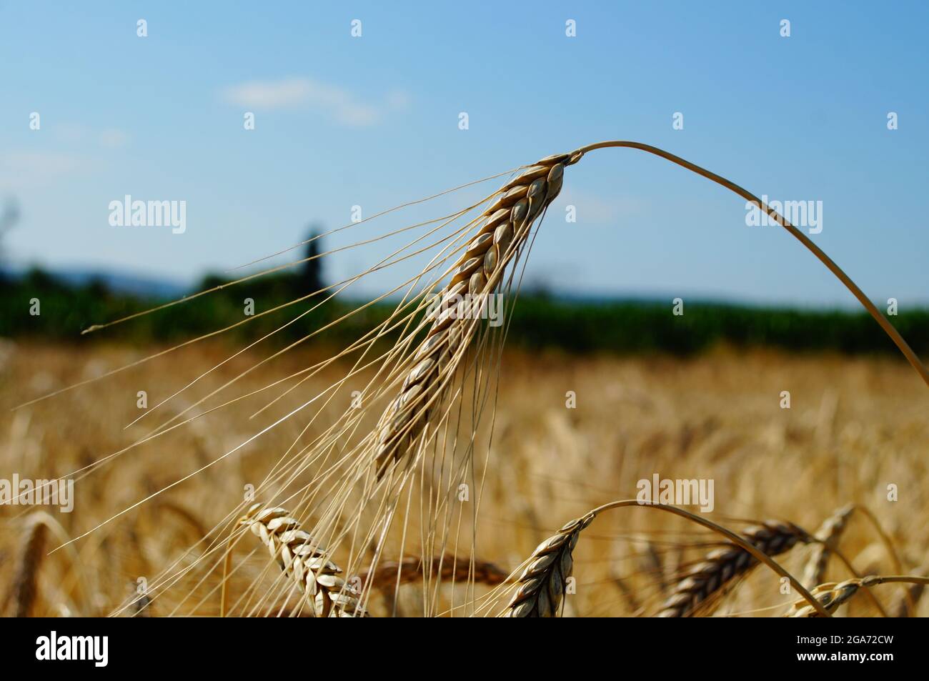 Un orecchio maturo di Emmer in un campo. Foto Stock