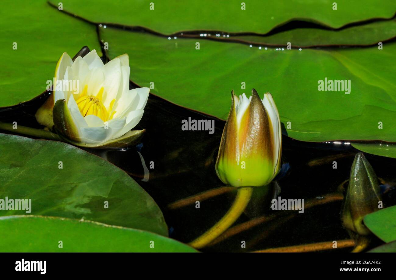 Gigli bianchi che fioriscono sulla superficie dell'acqua da vicino Foto Stock