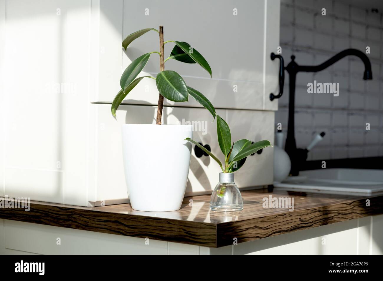 talee di ficus. Allevamento di piante in vaso. Ficus elastica. Foto Stock