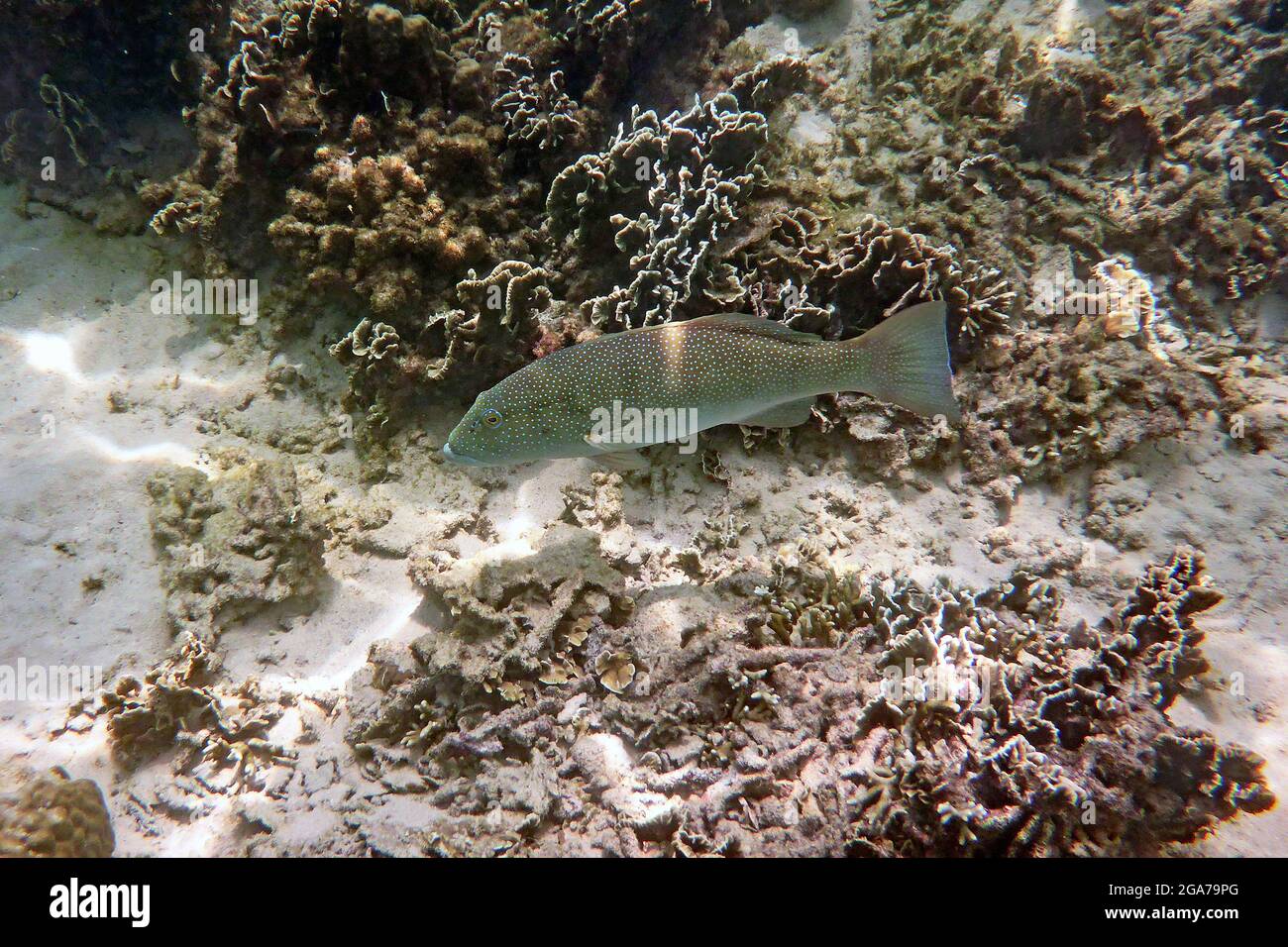 Cefalopholis argus, Tanote Bay, Koh Tao, Thailandia Foto Stock