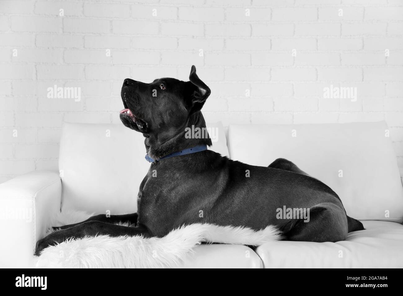 Cane corso italiano cane sdraiato sul divano di casa Foto stock - Alamy