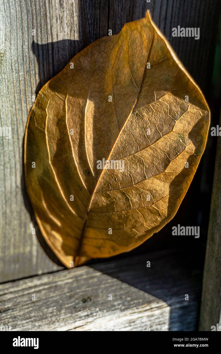 Una sola foglia d'autunno appassita bloccata all'interno di una recinzione di legno Foto Stock