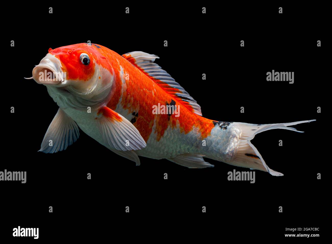 Butterfly koi immagini e fotografie stock ad alta risoluzione - Alamy