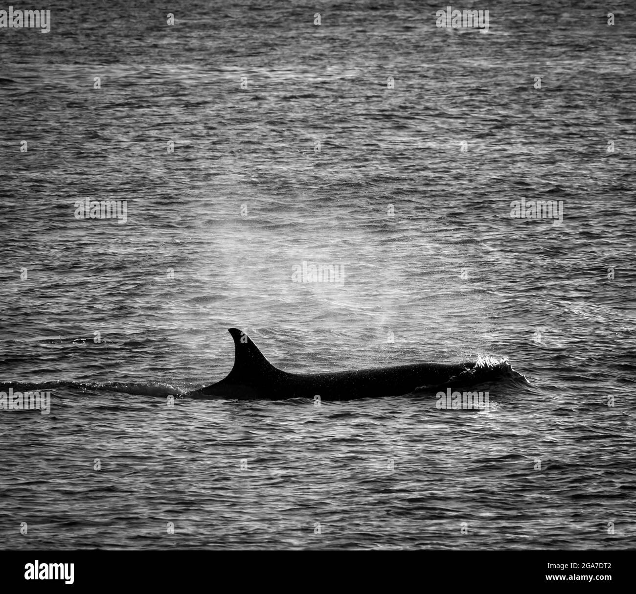 Leoni marini di caccia alle balene, Penisola Valdes, patrimonio dell'umanità dell'UNESCO, Patagonia, Argentina. Foto Stock