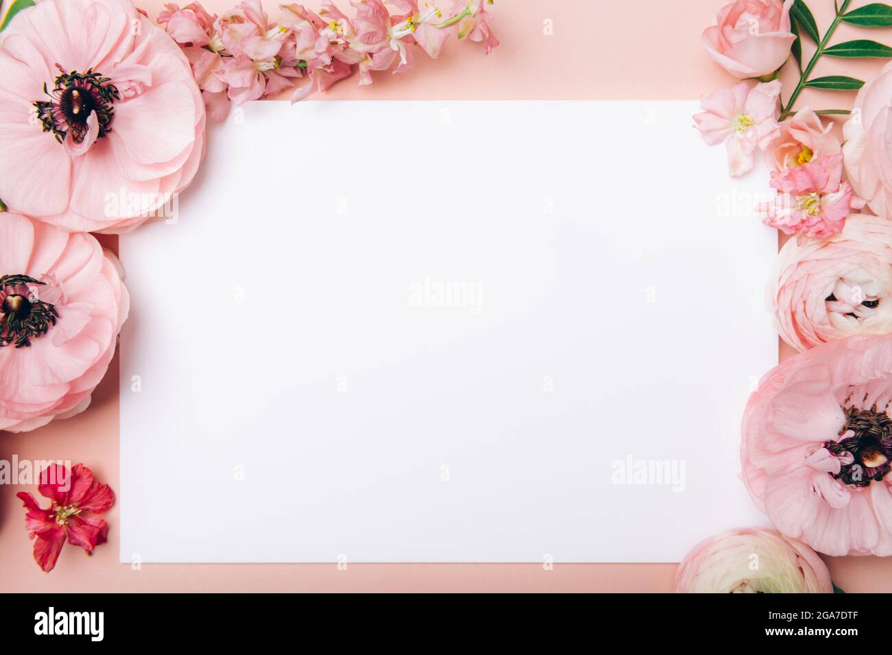 Ranunculus fiori intorno carta bianca, spazio per il testo Foto Stock