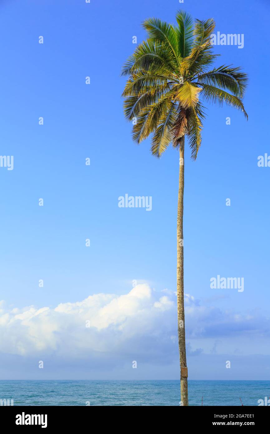 Cielo blu colorato con palme da cocco Foto Stock