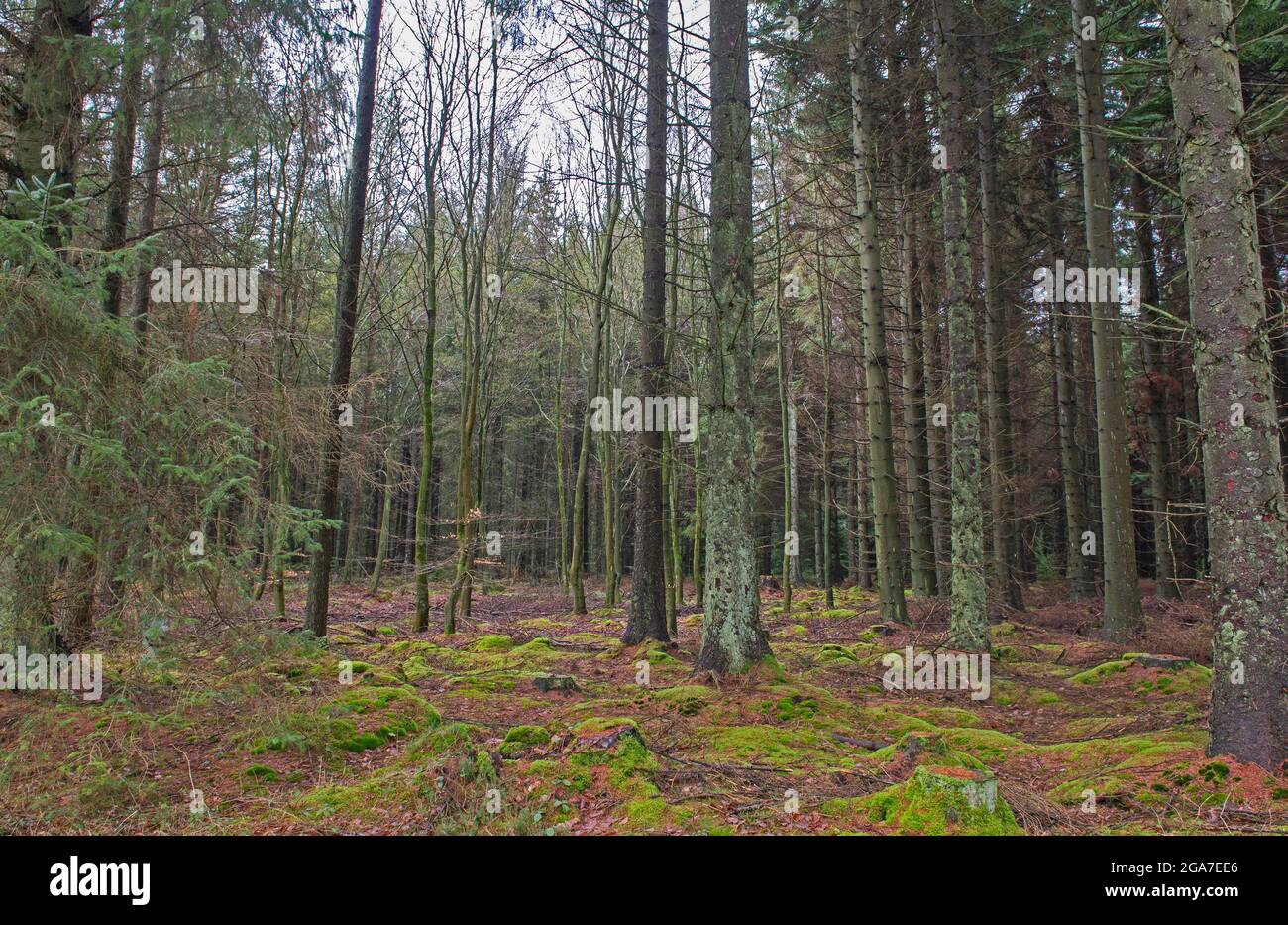 Vista panoramica attraverso una remota campagna rurale paesaggio boschivo boscoso con alberi di pino Foto Stock