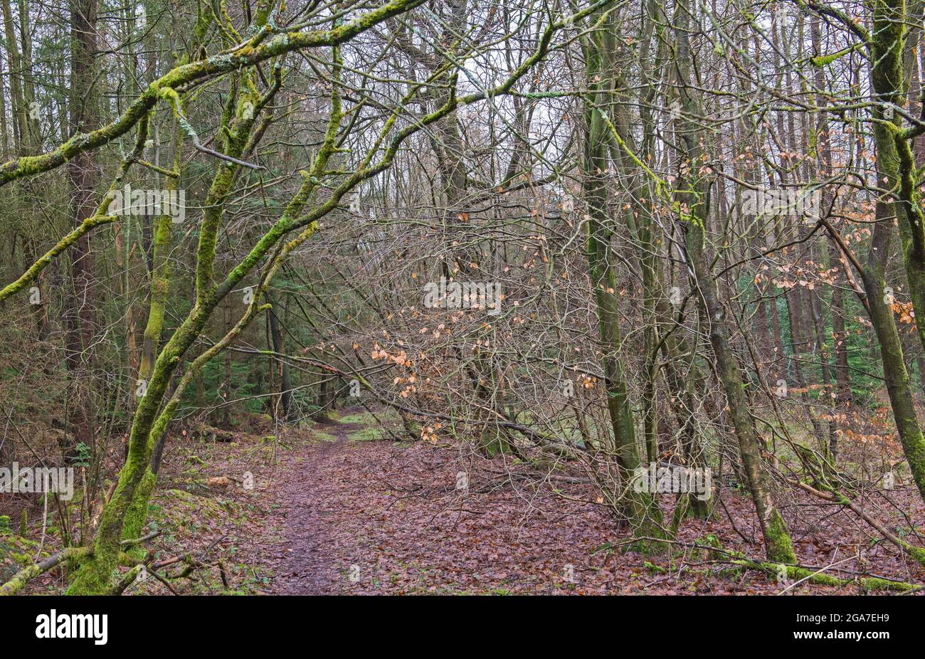 Traccia attraverso una remota foresta boschiva in campagna paesaggio rurale in inverno Foto Stock