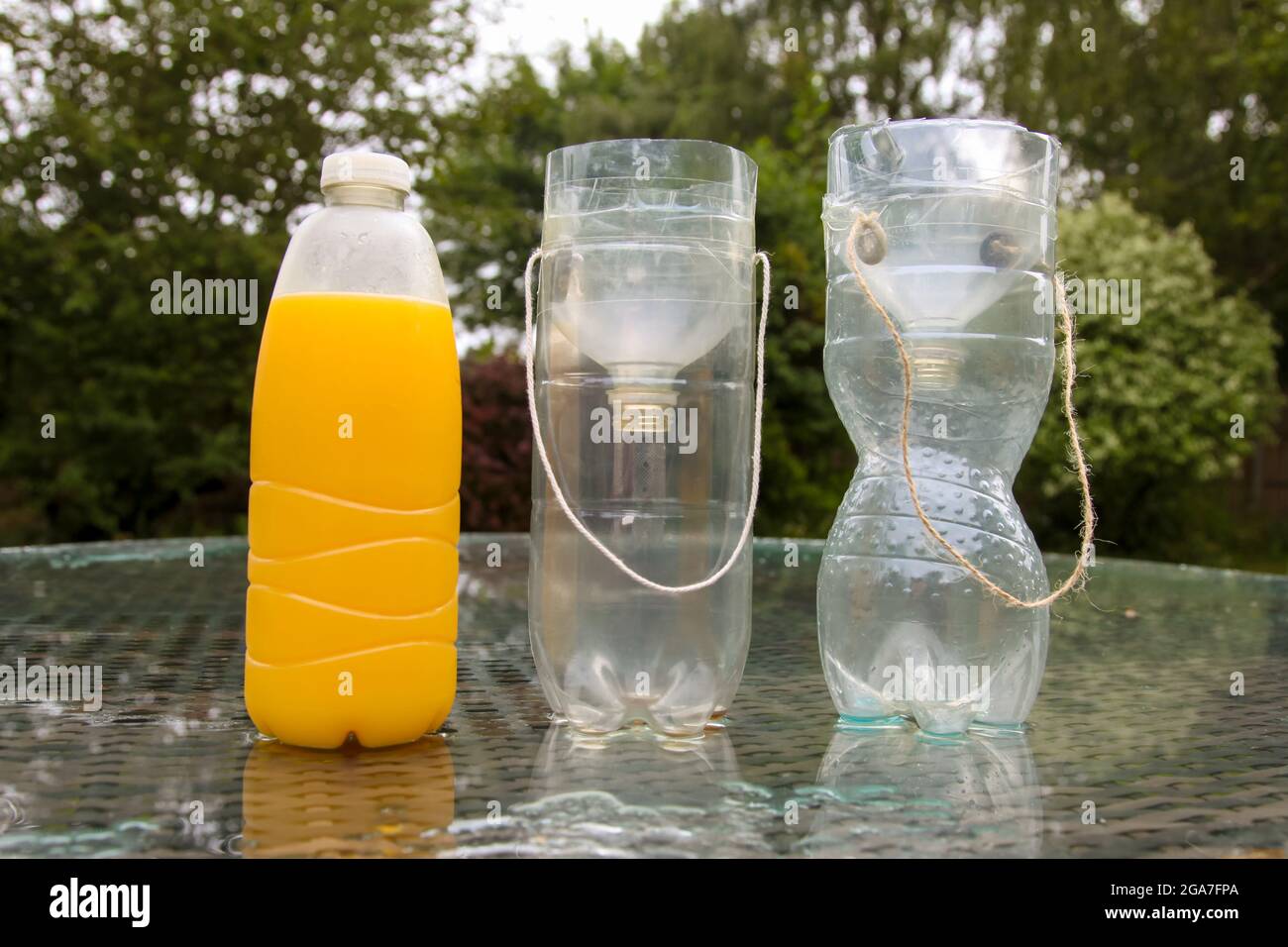 WASP trappole realizzate con bottiglie di plastica per catturare le vespe  per un progetto di ricerca scientifica che utilizza il succo d'arancia,  'The Big Wasp Survey', estate luglio 2021 Foto stock -