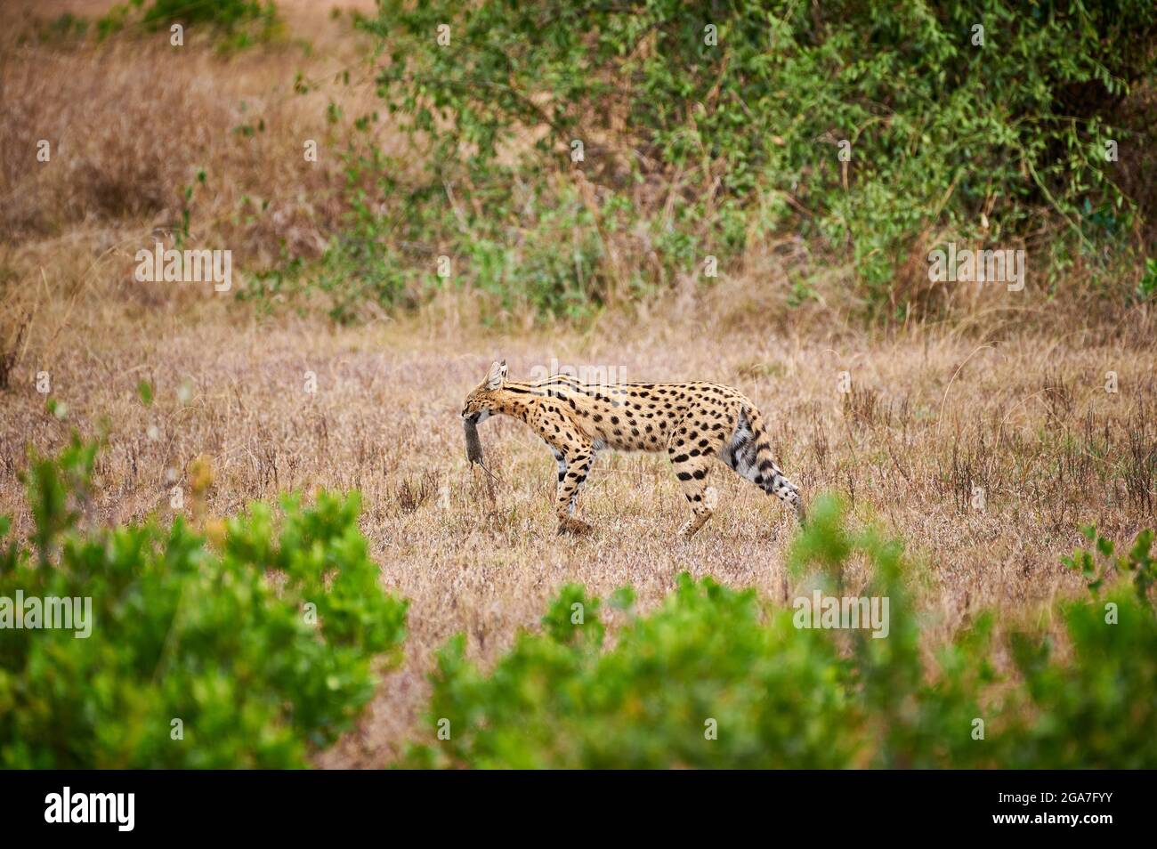 Serval con topo come preda in bocca (Leptailurus serval), Parco Nazionale Serengeti, Tanzania, Africa Foto Stock