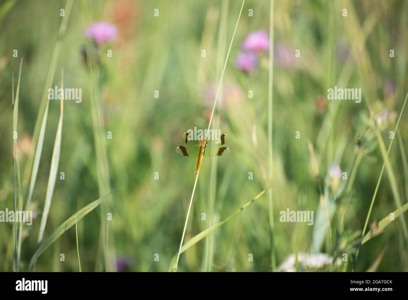 Una mosca di drago è seduta su una lama di un'erba, regione di Kaluga, Russia Foto Stock