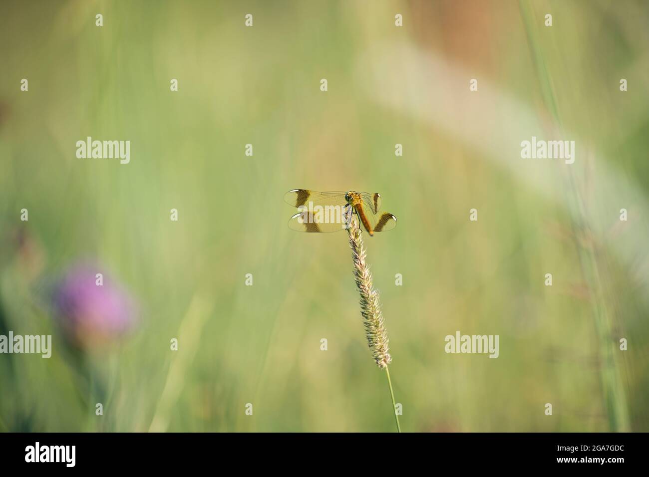 Una mosca di drago è seduta su un picco di un'erba, regione di Kaluga, Russia Foto Stock