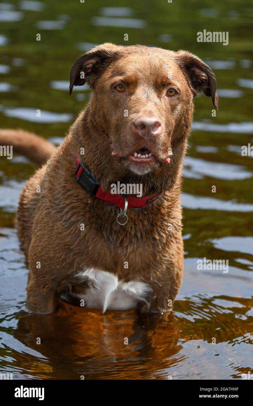 Un cane che nuota in un fiume / lago - Canis lupus familiarizzare nuotate e giochi in acqua Foto Stock