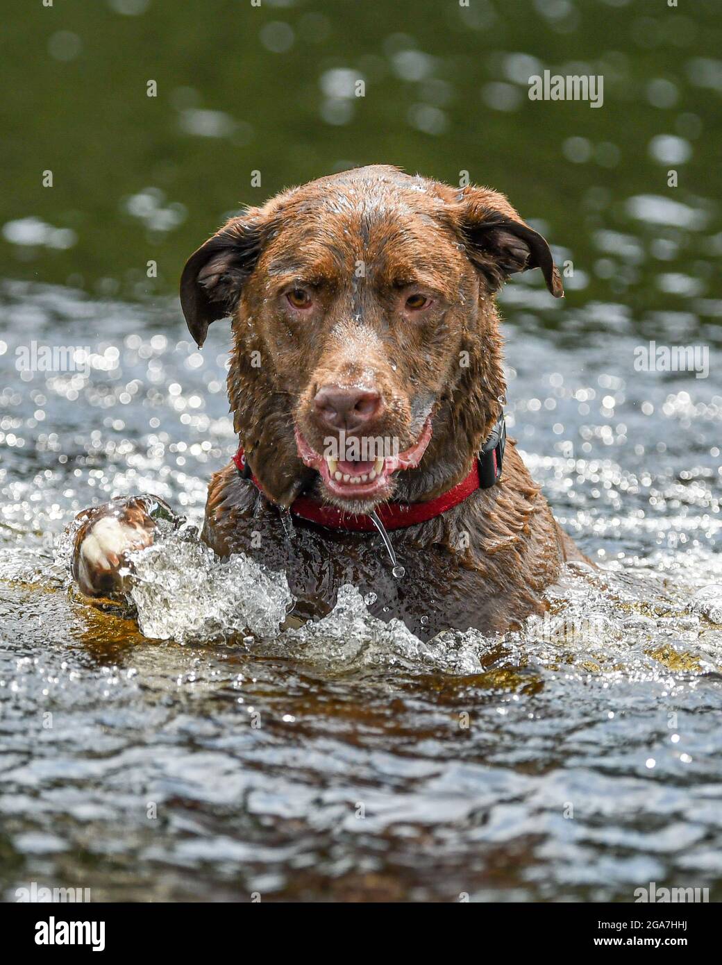 Un cane che nuota in un fiume / lago - Canis lupus familiarizzare nuotate e giochi in acqua Foto Stock