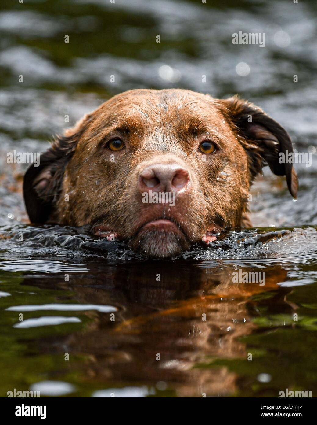 Un cane che nuota in un fiume / lago - Canis lupus familiarizzare nuotate e giochi in acqua Foto Stock