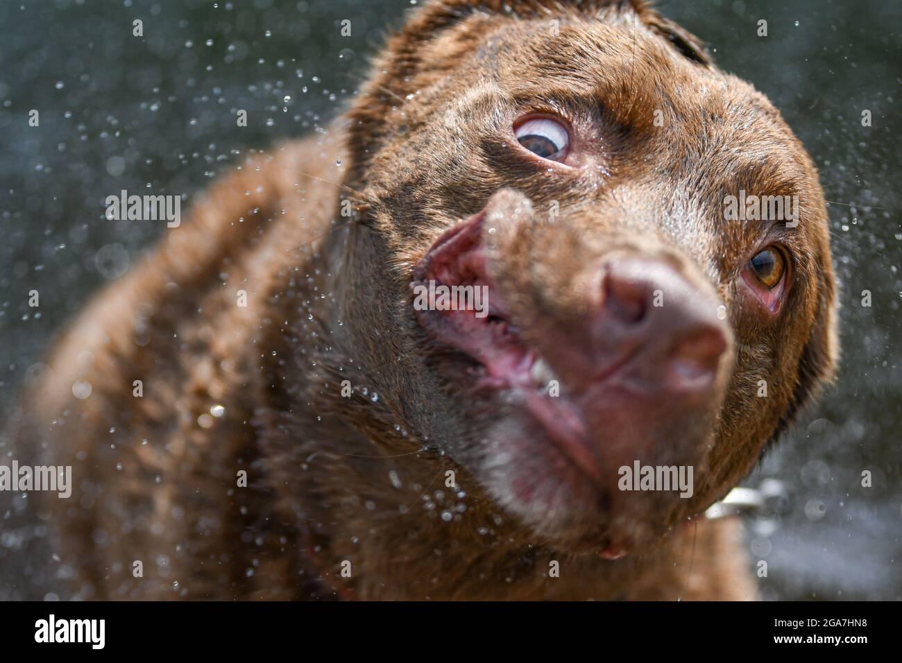 Cane pazzo / cane sciocco scuotere via acqua - faccia sciocca con occhi selvaggi e strana espressione Foto Stock