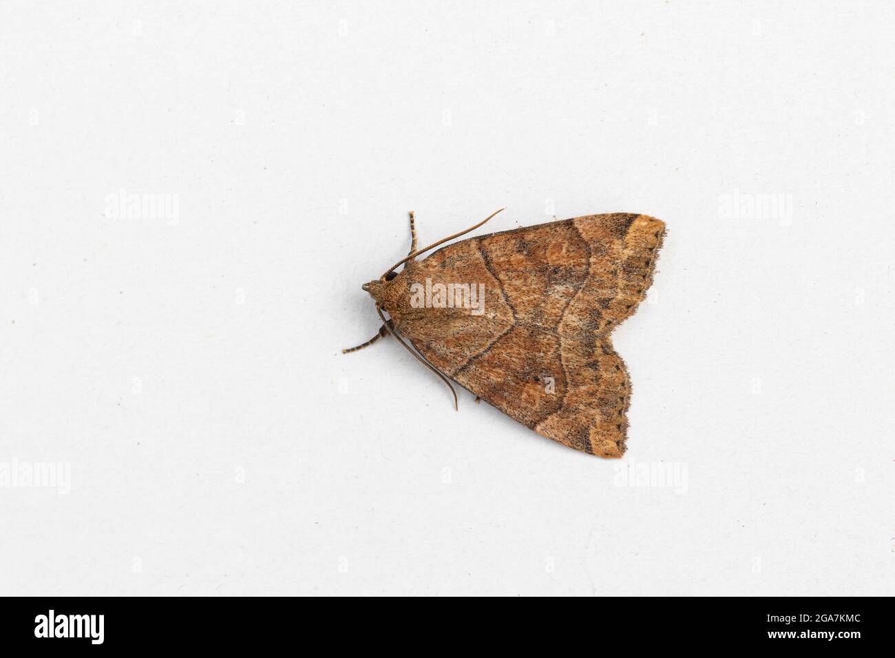 Dun-bar Moth (Cosmia trapezina) Foto Stock