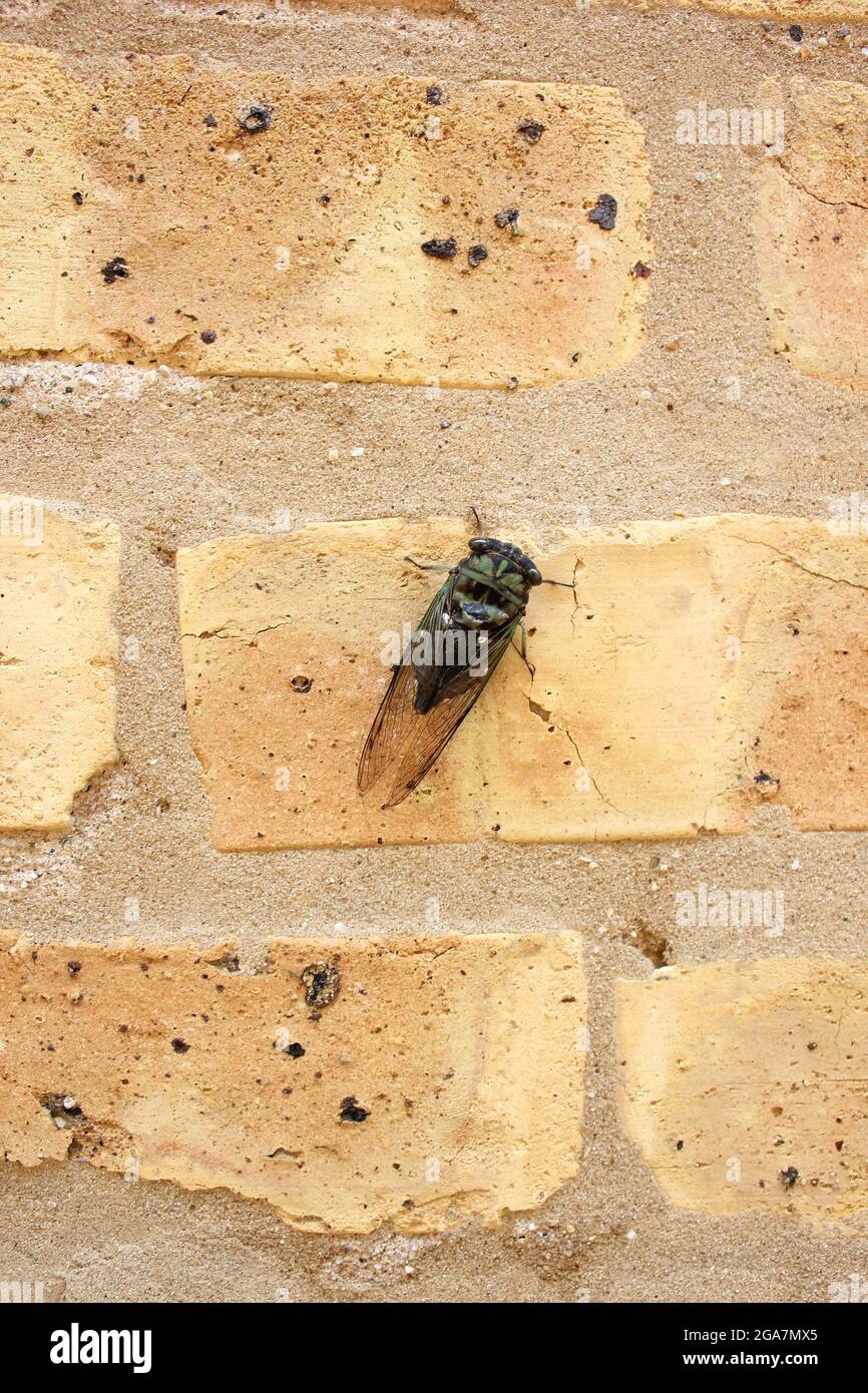 Un comune adulto annuale cicada che riposa su un muro di mattoni in una bella giornata di sole estate. Foto Stock