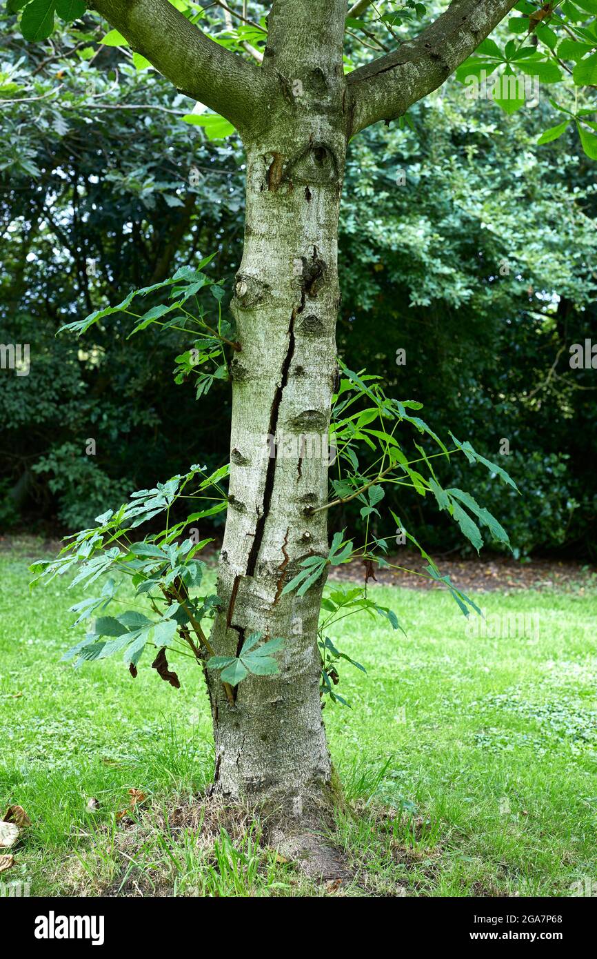 Giovane albero di castagno di cavallo che mostra spaccato tronco malato Foto Stock