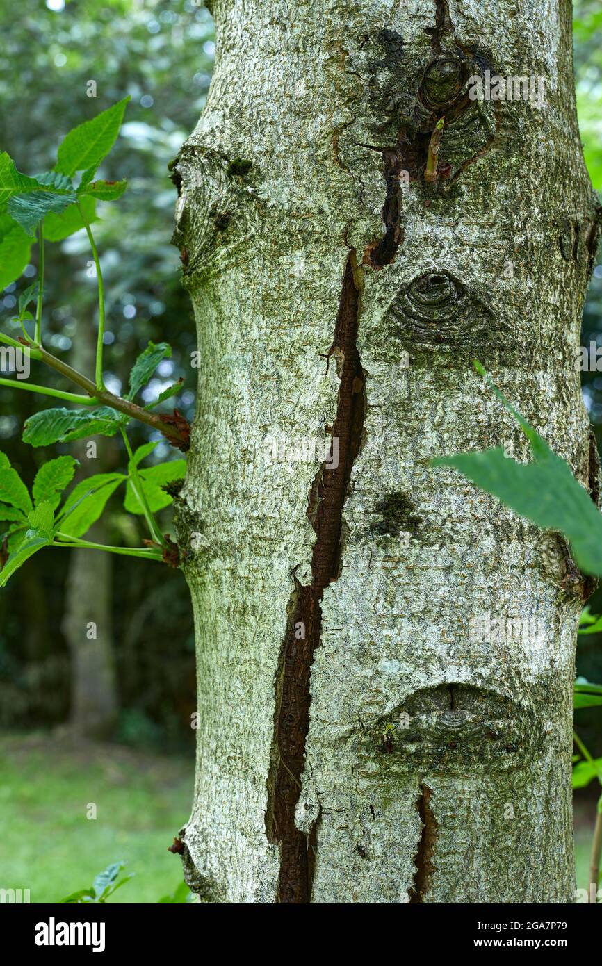 Giovane albero di castagno di cavallo che mostra spaccato tronco malato Foto Stock