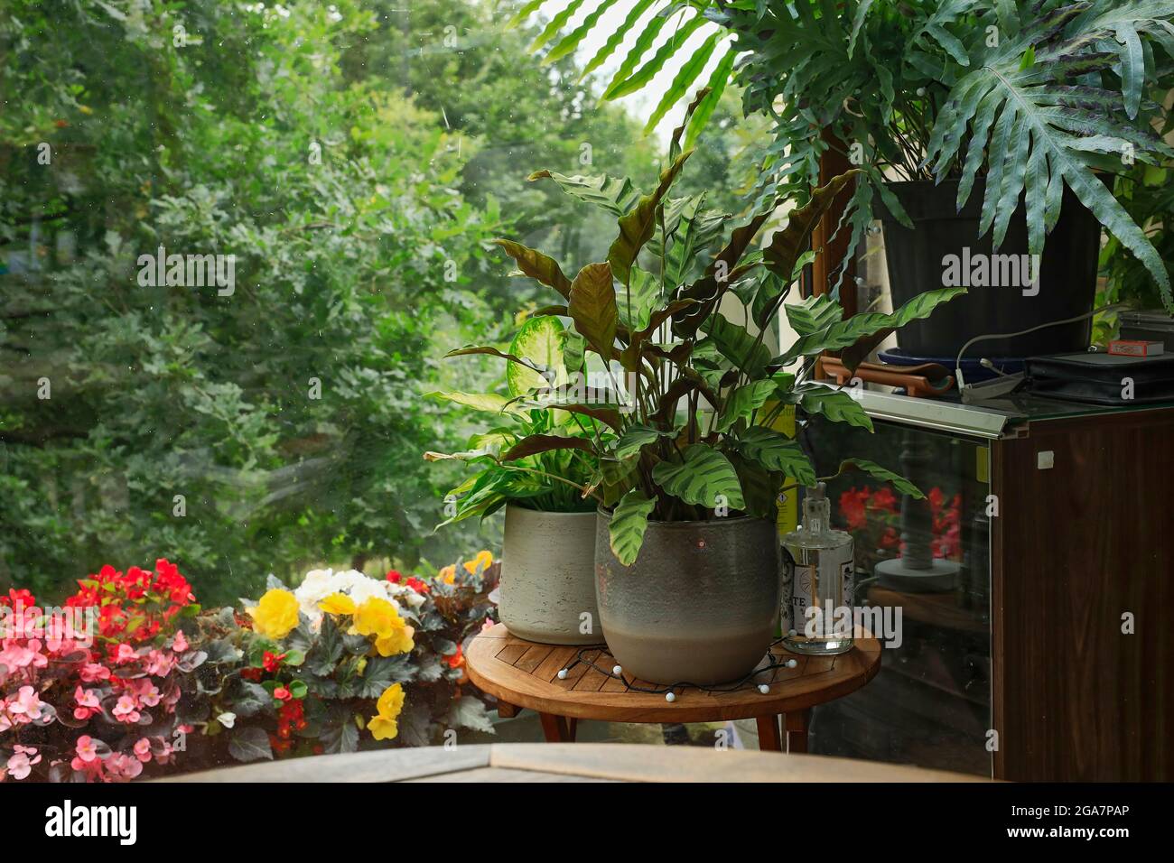 Immagine informale di piante di pentola che crescono in un conservatorio Foto Stock