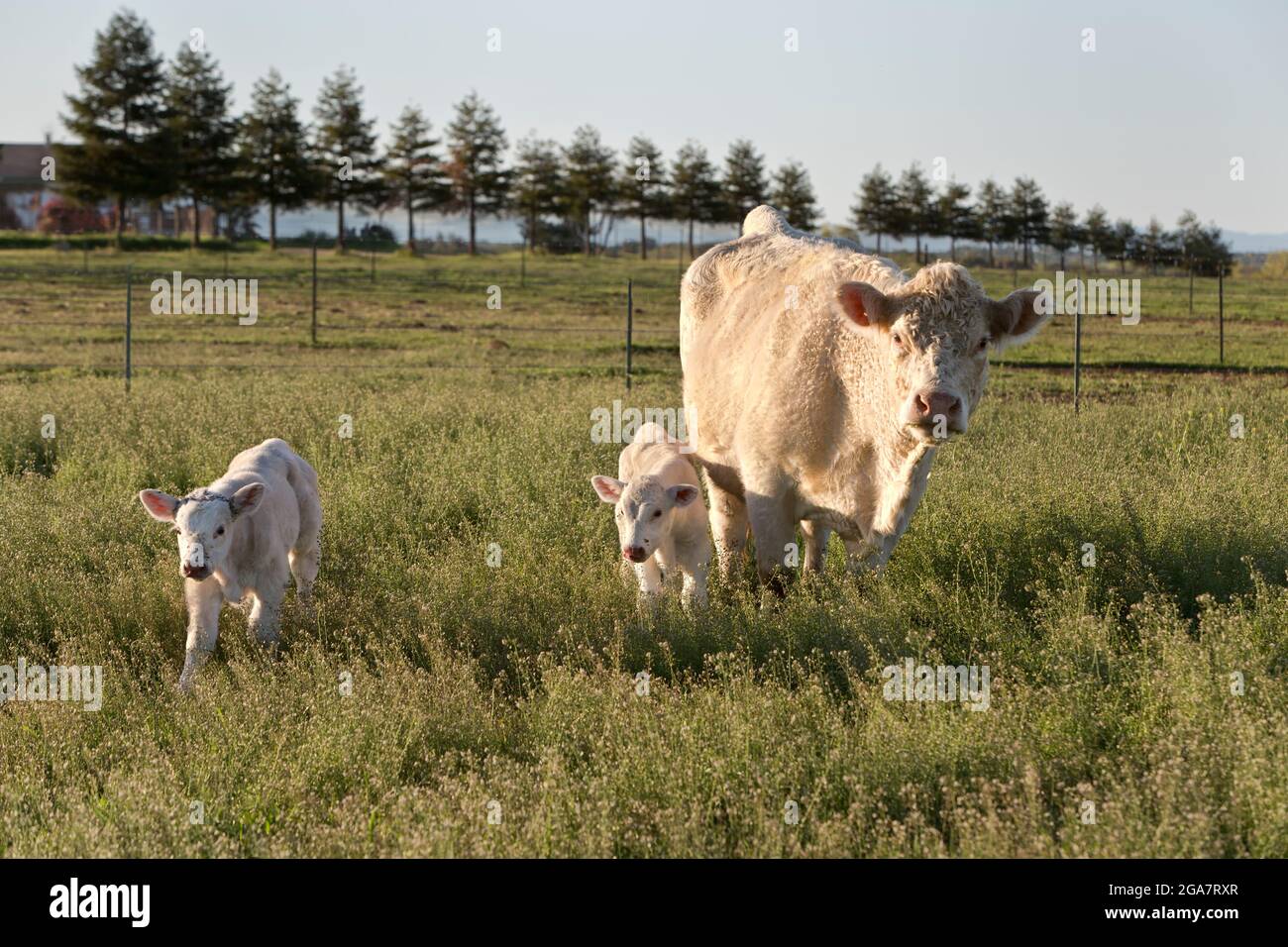 Charolais Cow, 1 settimana di età gemelli vitelli che si nutrono in campo. Foto Stock