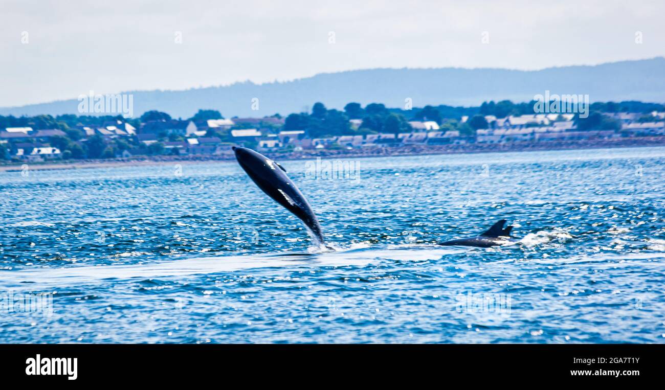 Delfini tursiopi selvatici, truncatus Tursiops che salta fuori dall'acqua, Chanonry Point, Black Isle, Moray Firth, North Coast 500, Highland, Scozia Foto Stock