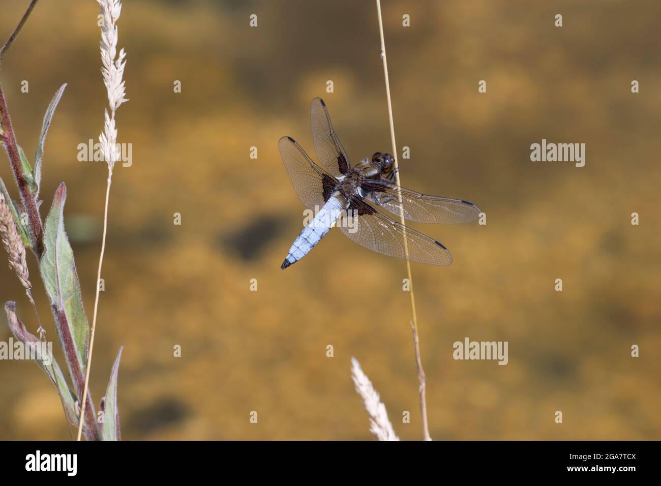 Single Mascher di corpo largo Dragonfly Libellula depressa riposante su foglia di stagno pianta UK Foto Stock