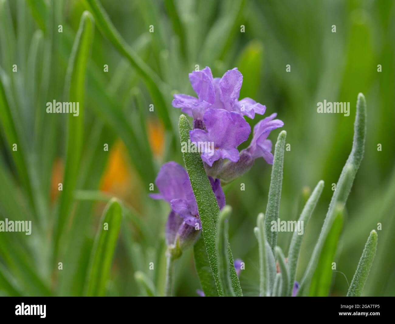 Fiore testa di lavanda bella Foto Stock