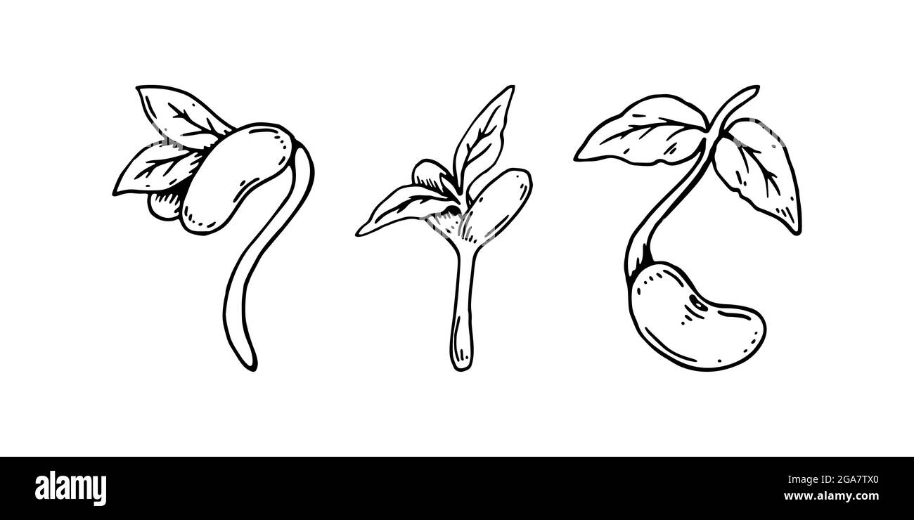 Set di germogli di fagioli disegnati a mano. Illustrazione vettoriale nello stile di schizzo isolato su sfondo bianco Illustrazione Vettoriale