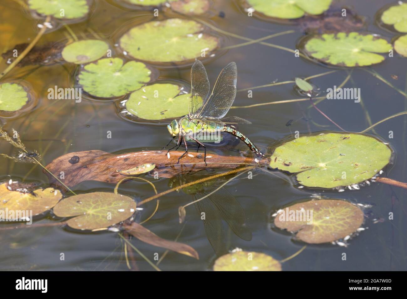 Singola femmina Imperatore dragonfly Anax imperatore che posa uova su piante di stagno UK Foto Stock