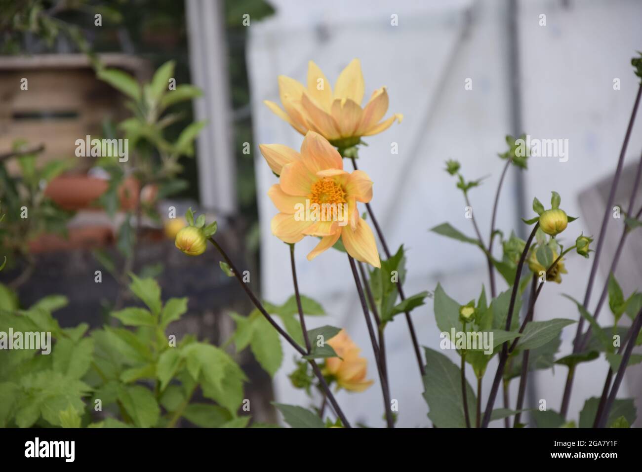 DIEREN, PAESI BASSI - 16 aprile 2021: Un colpo dei fiori gialli lunghi bei che crescono a Dieren, Paesi Bassi. Foto Stock