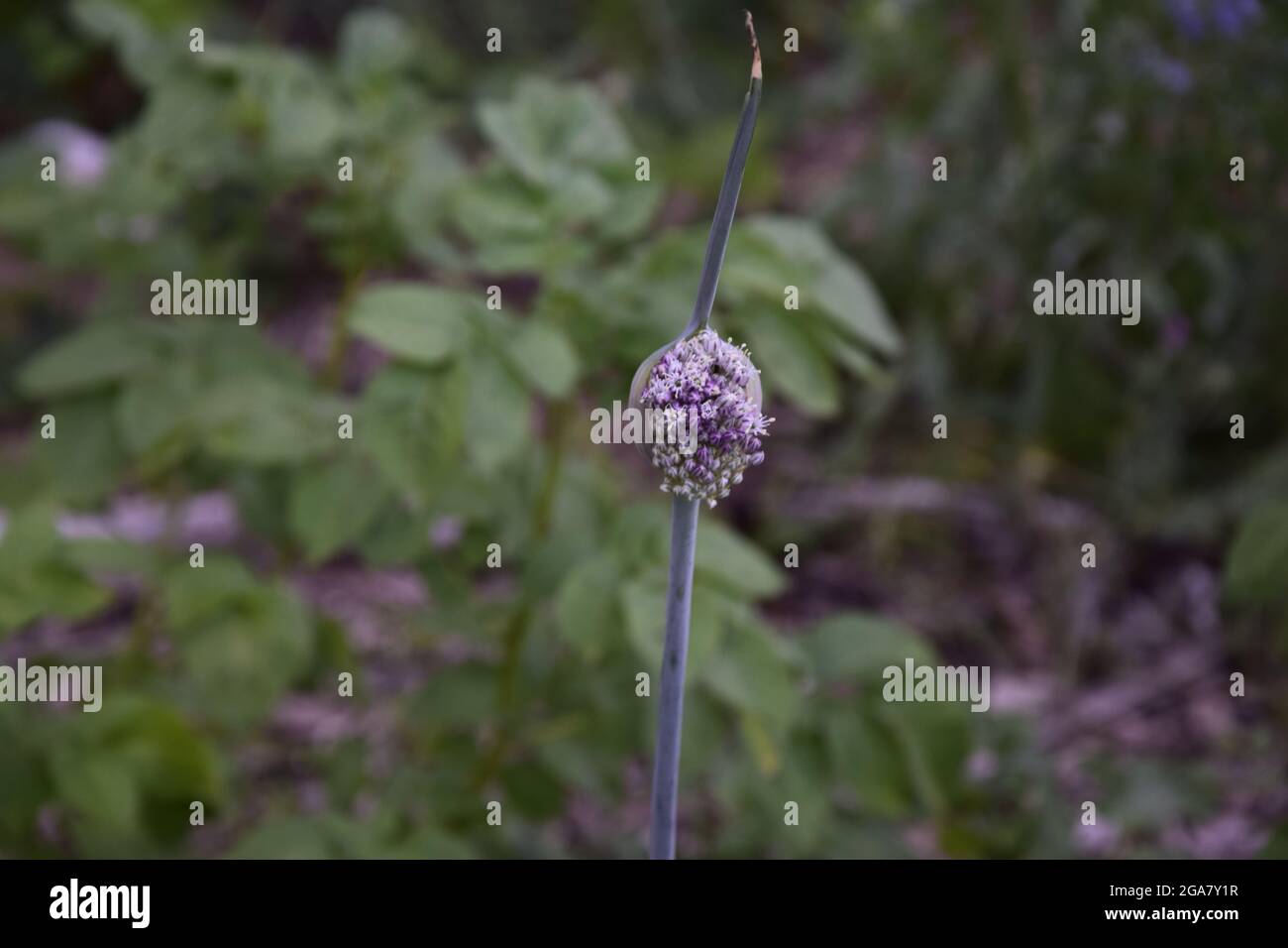 DIEREN, PAESI BASSI - 16 aprile 2021: Un primo piano del fiore viola selvatico che cresce nel giardino. Foto Stock