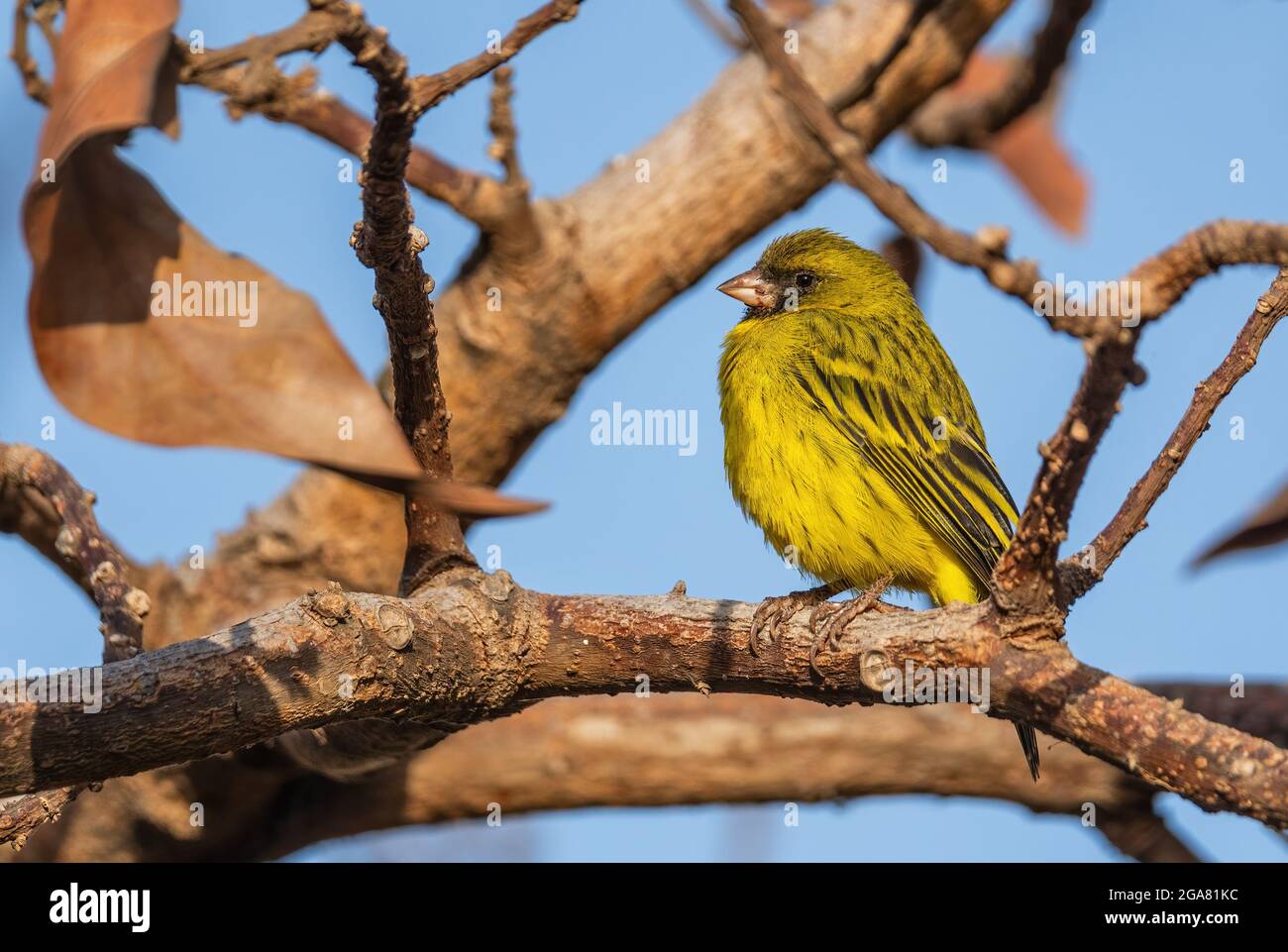 African Citril - Crithagra citrinelloides, bellissimo uccello perching da cespugli africani e praterie, lago Ziway, Etiopia. Foto Stock