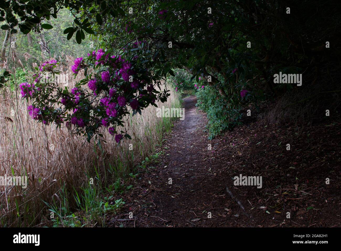 Scena primaverile che mostra il percorso sotto il cespuglio rododendro con erba secca a lato Foto Stock