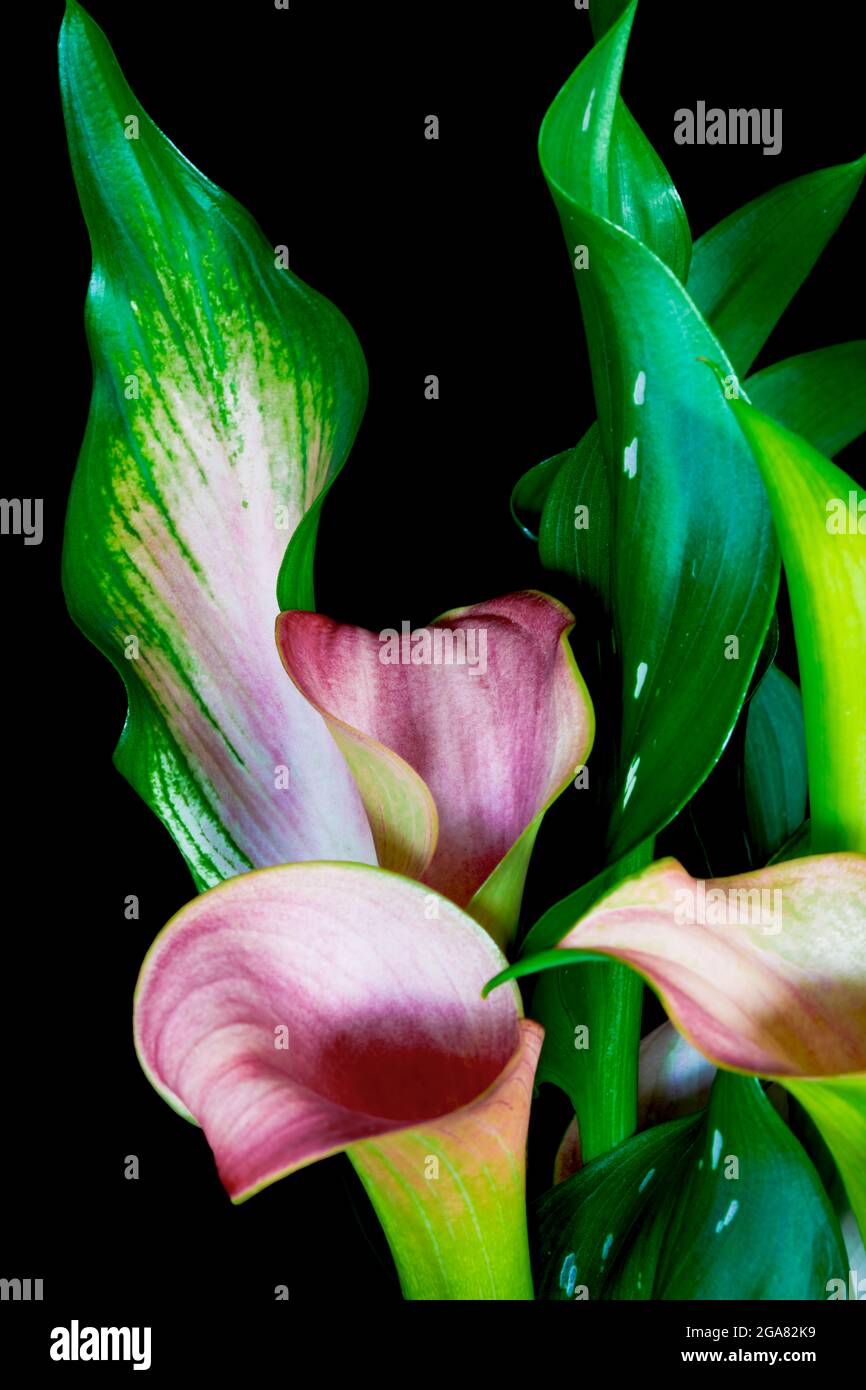 Primo piano di Calla Lilies Foto Stock