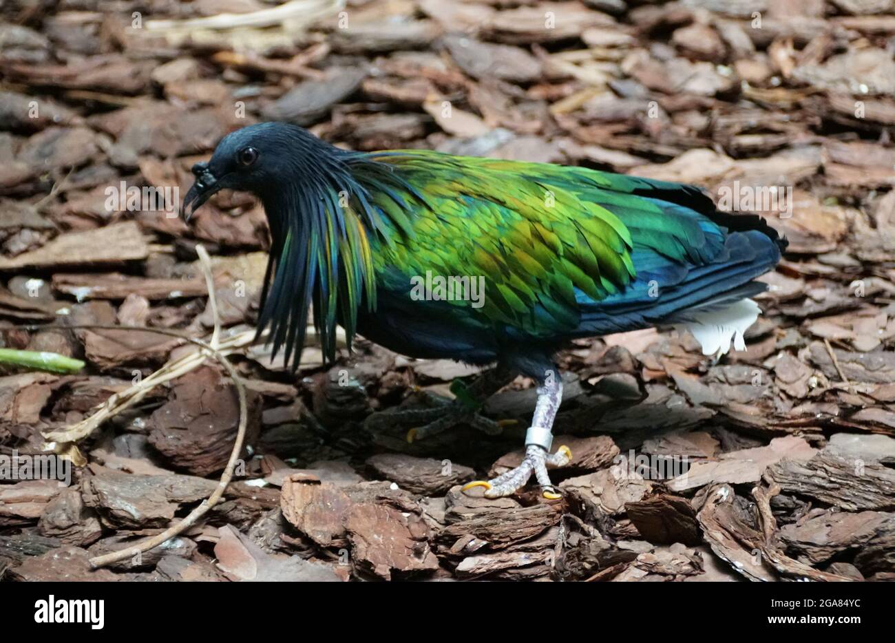 Un piccione Nicobar con belle piume verdi e blu Foto Stock