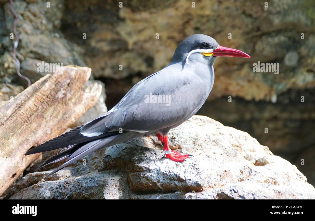 Un Inca Tern, un uccello grigio con whisker bianchi Foto Stock
