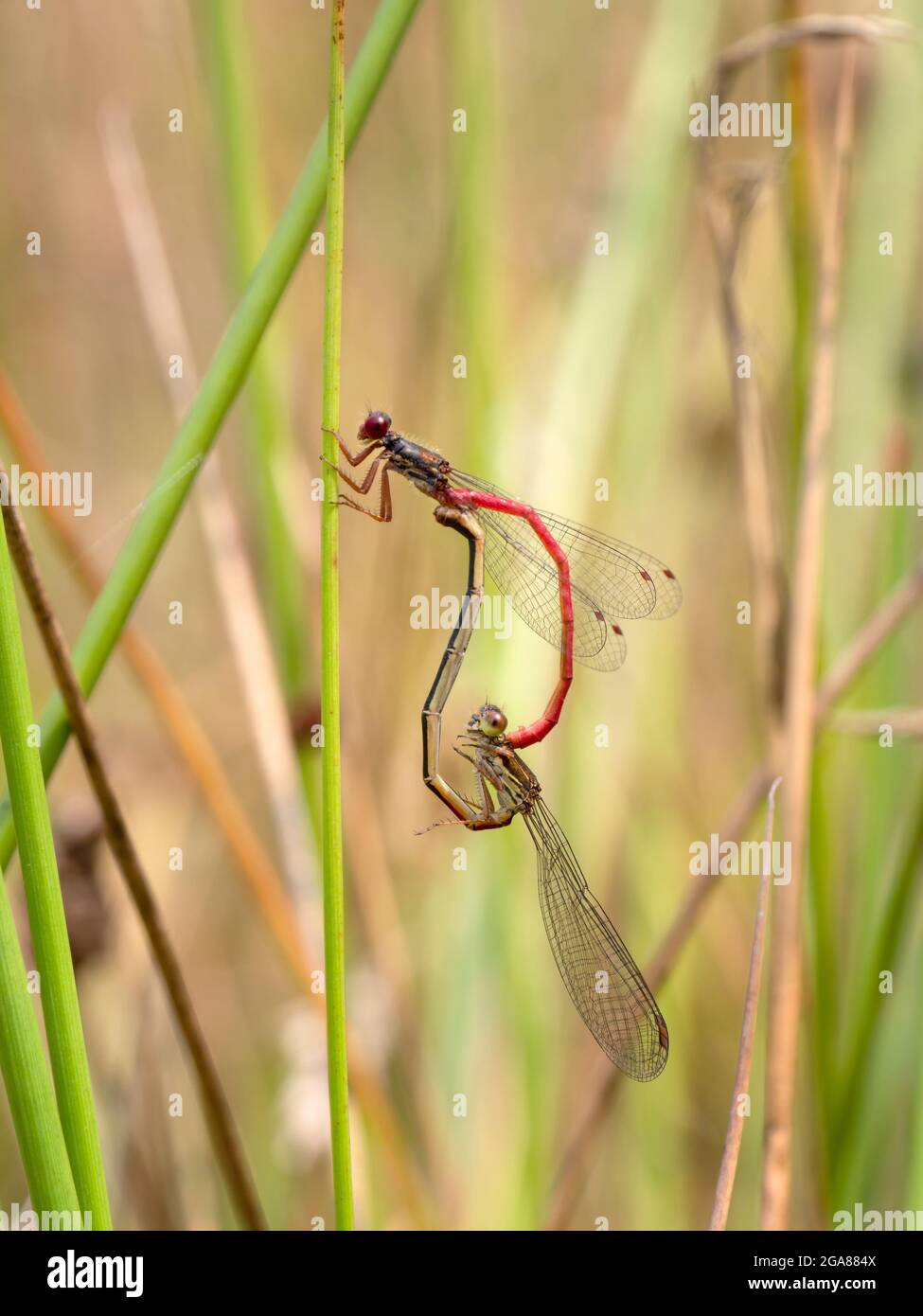Piccolo damselflies rosso accoppiamento, Ceriagrion tenellum. Foto Stock