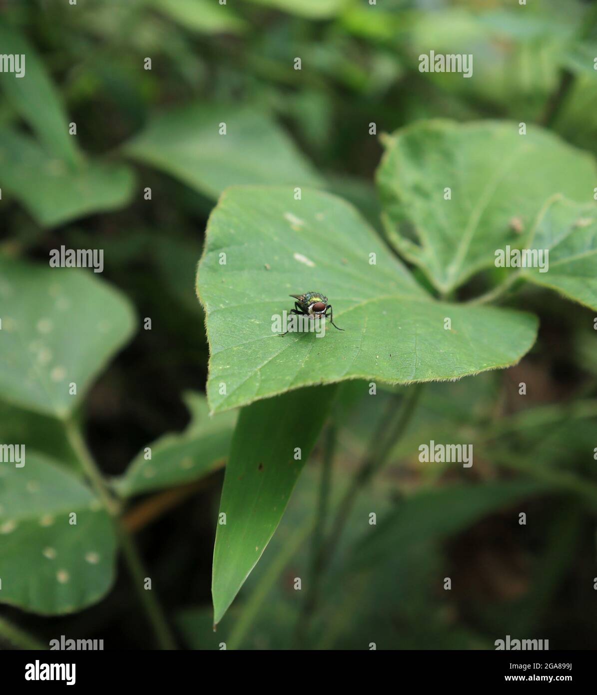 Primo piano di un blowfly verde metallico che gira la sua testa, sembra che abbia solo un occhio Foto Stock