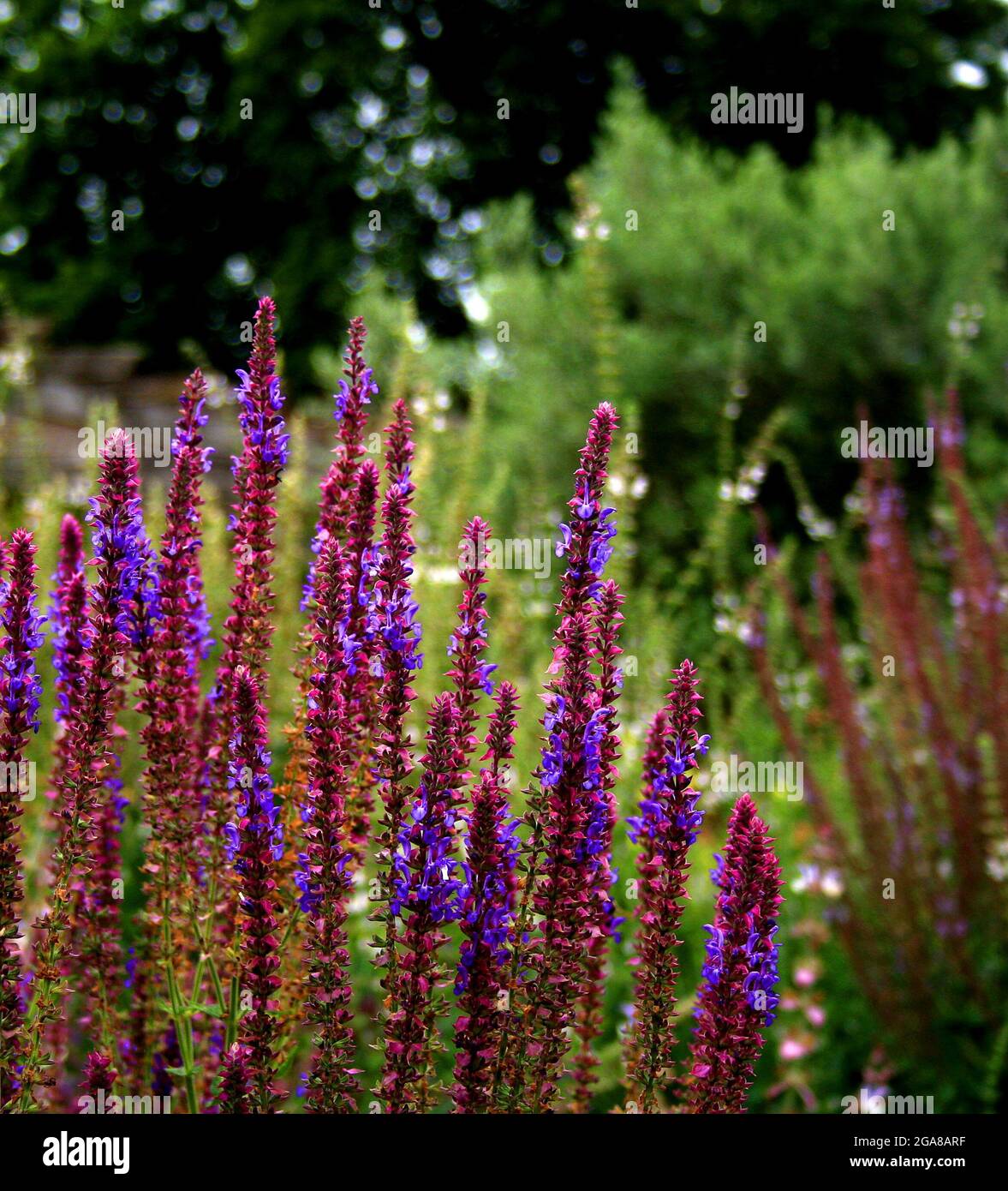 Foto ravvicinata di salvia nemorosa o clary Balcanico in un lussureggiante giardino estivo Foto Stock