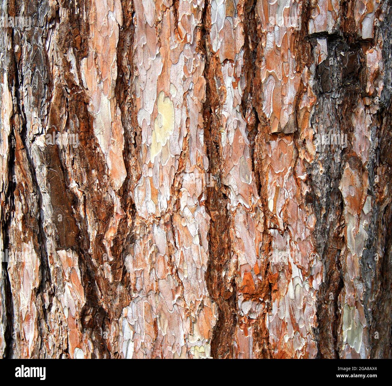 Primo piano della colorata corteccia giallo-bruno di un albero Foto Stock