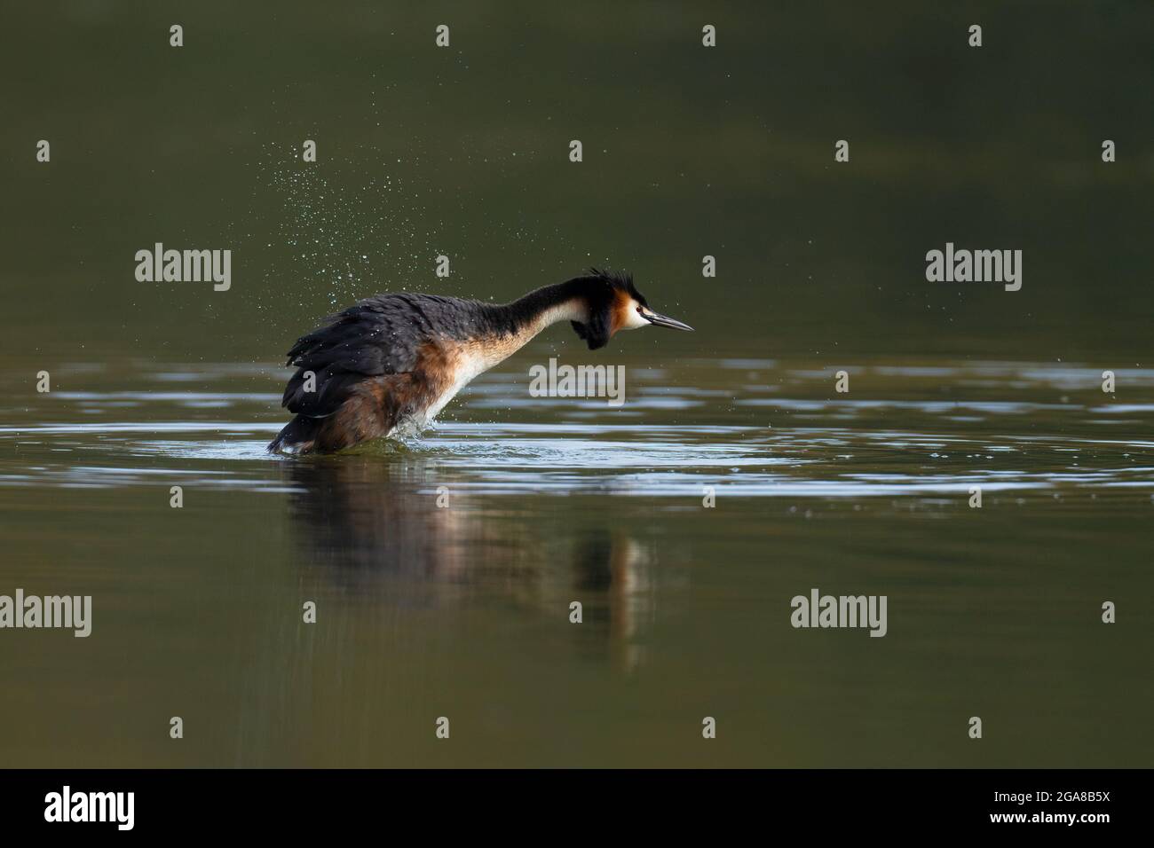 Grandi grebes crestati - Podiceps cristatus. Molla Foto Stock