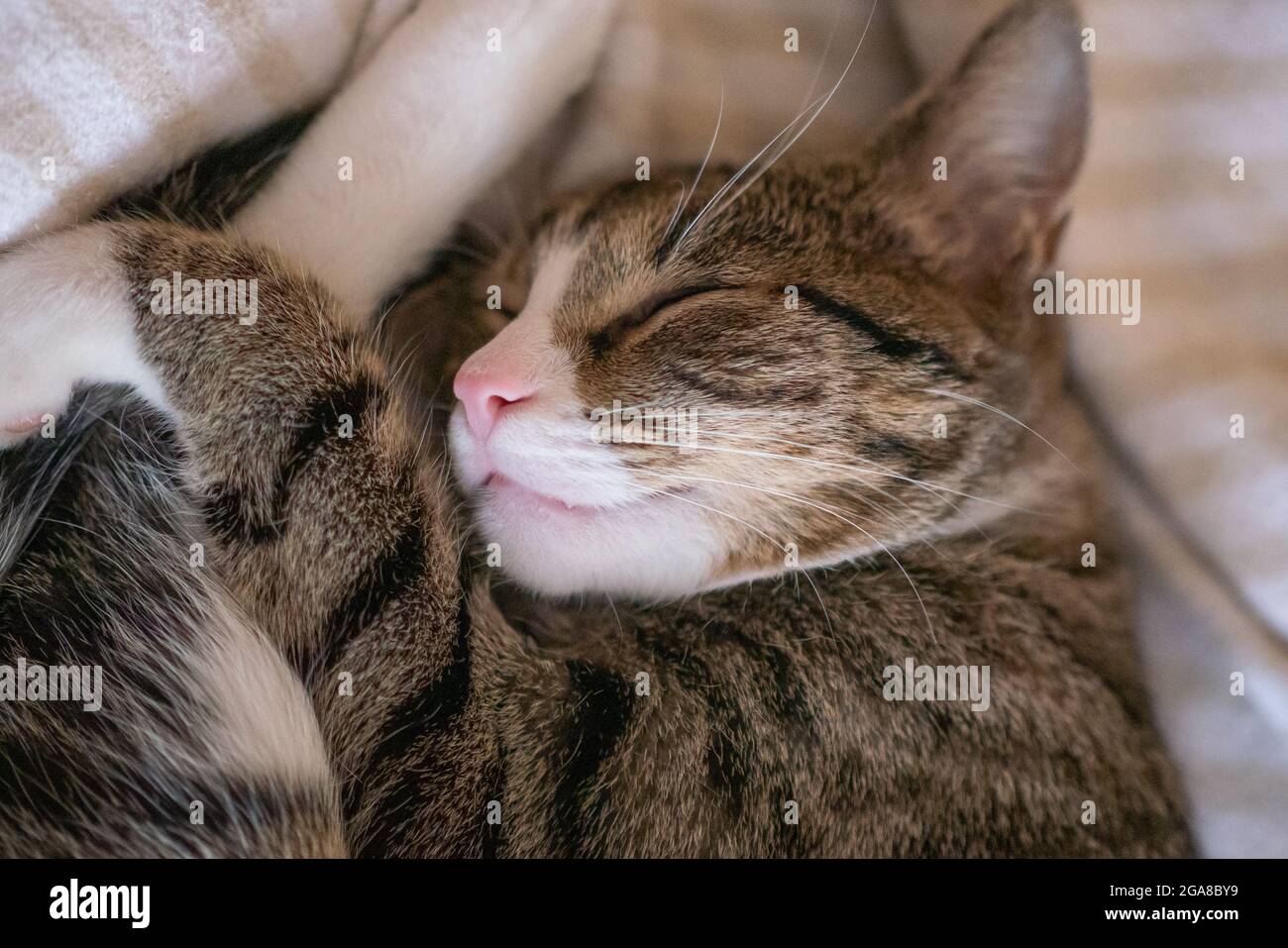 Un piccolo gatto mentre dormiva su una coperta Foto Stock