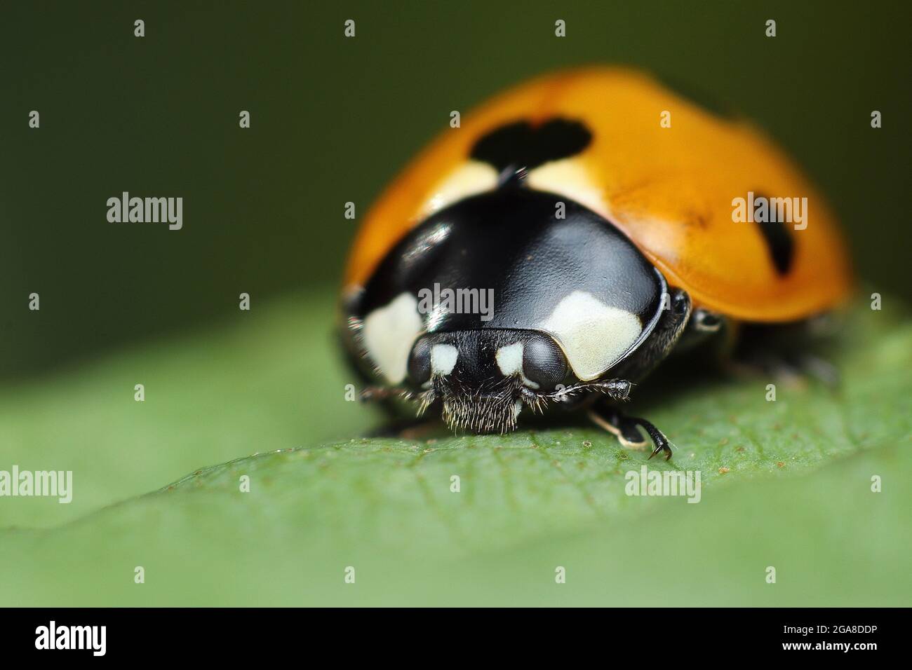Ladybird a sette punti immaturi (coccinella settopunctata) Foto Stock