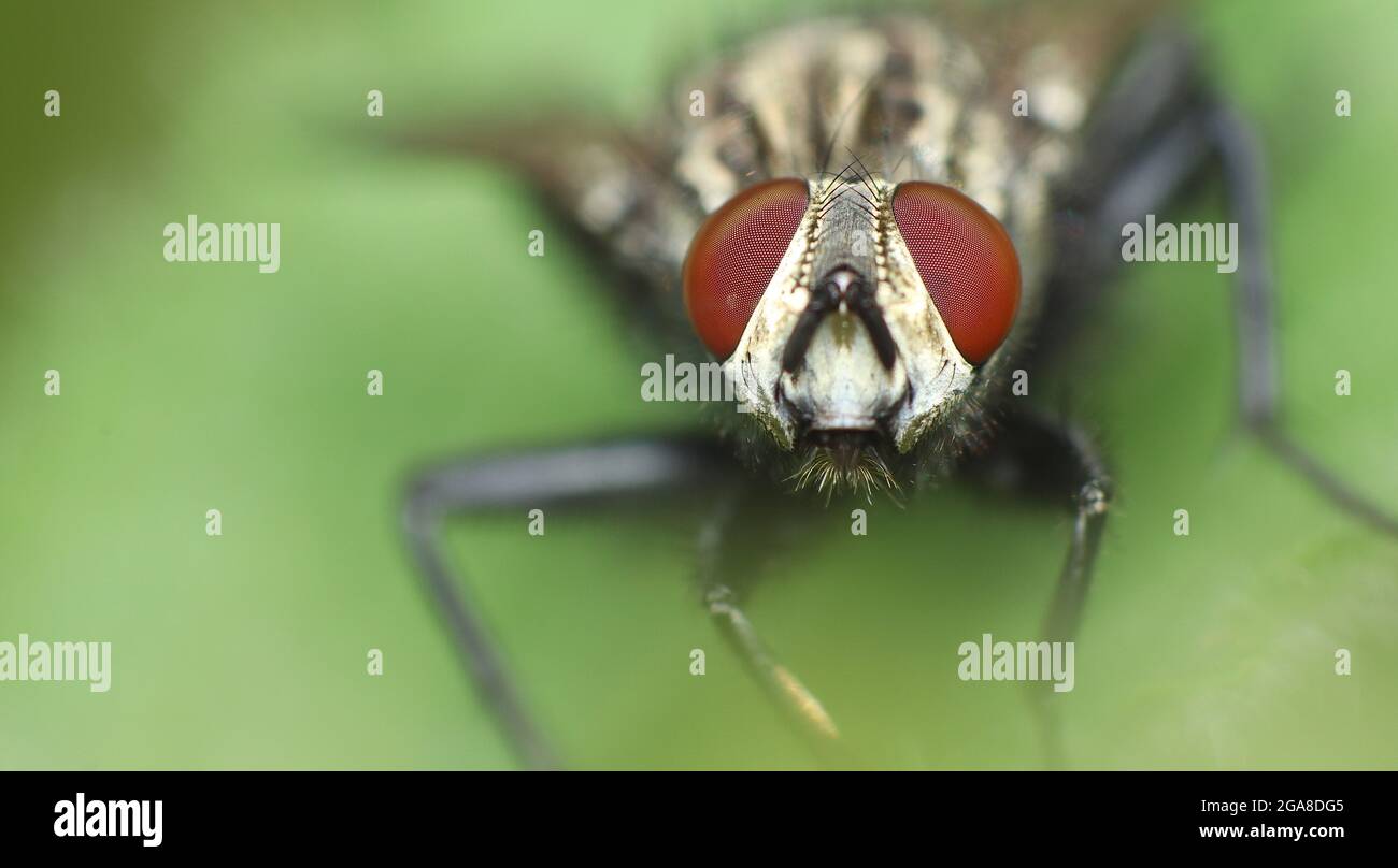 Volata di carne (Sarcophagidae) Foto Stock