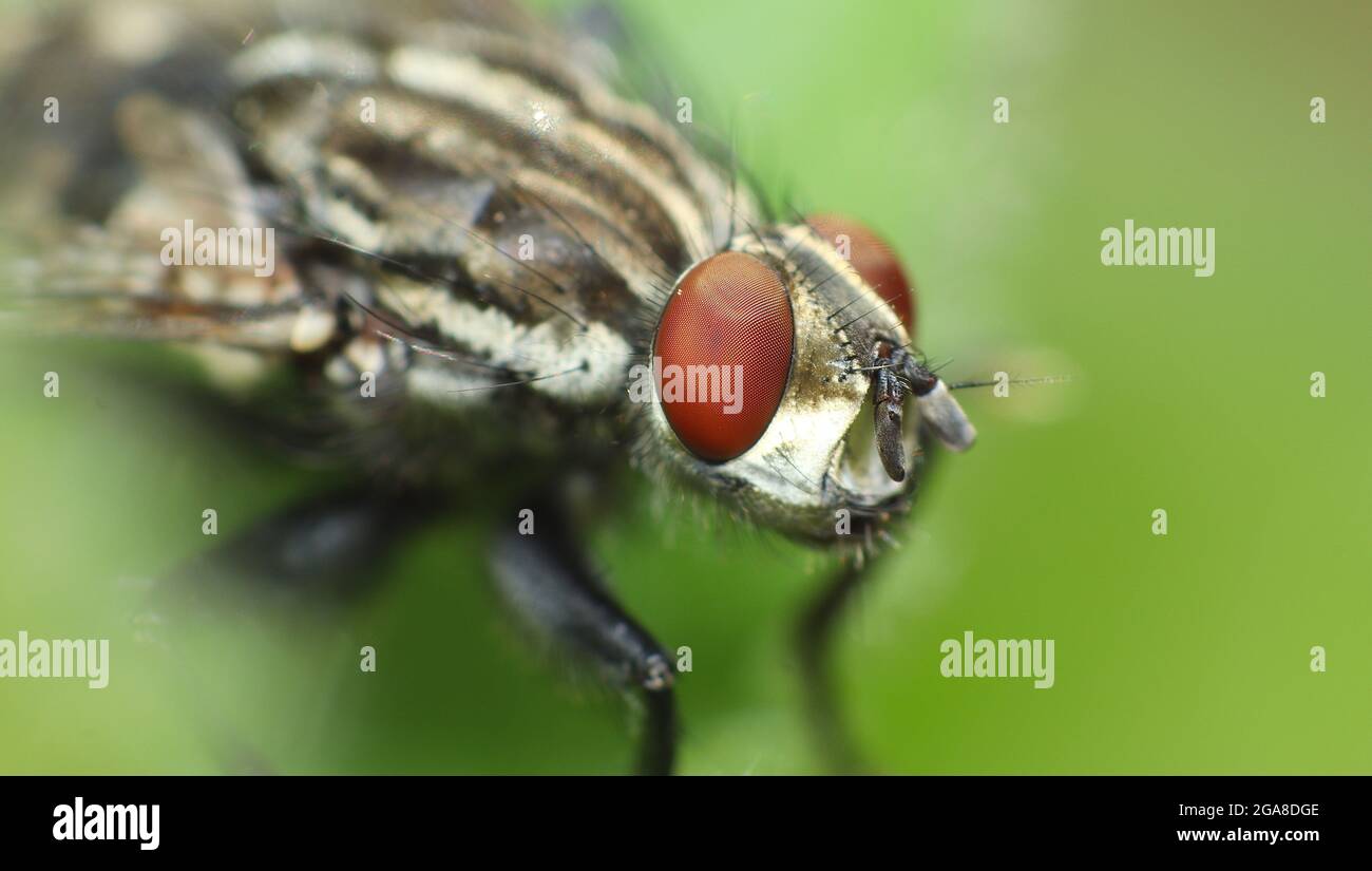 Volata di carne (Sarcophagidae) Foto Stock