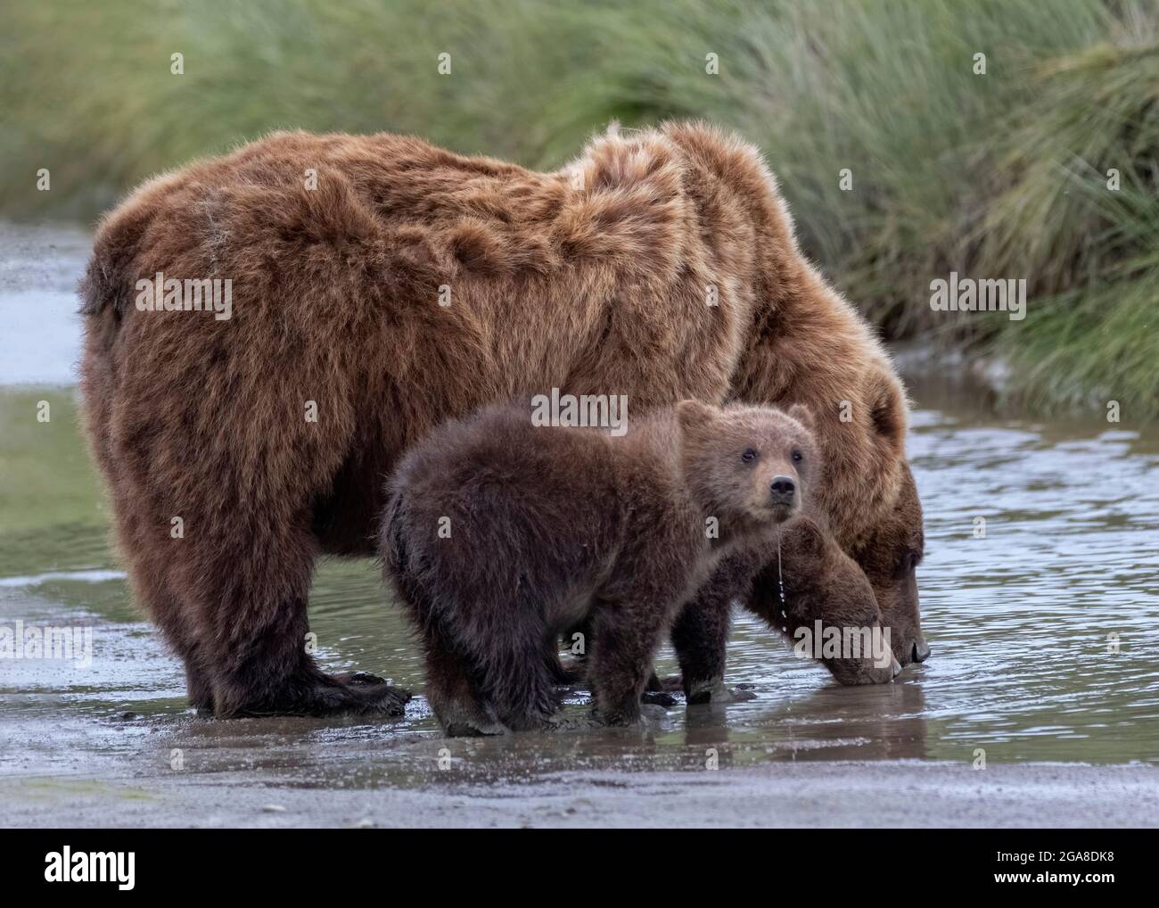 Orso bruno costiero e cuccioli, bere in un ruscello, Silver Salmon Creek, Lake Clark National Park and Preserve, Alaska Foto Stock